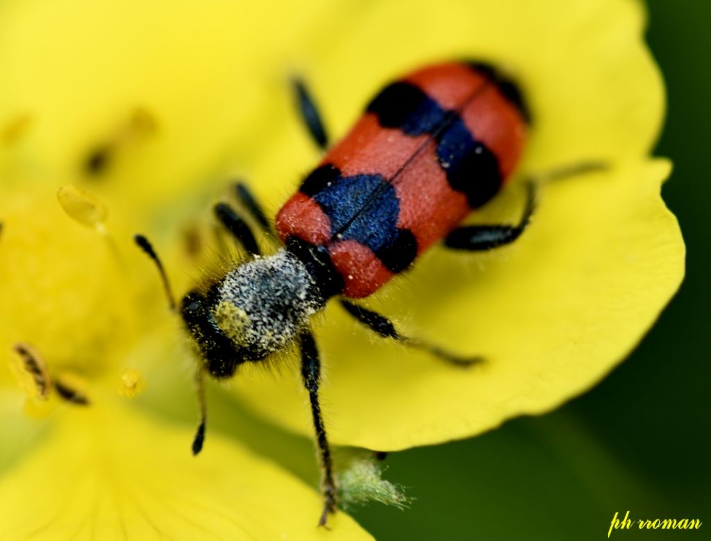 Thricodes apiarius, Cleridae